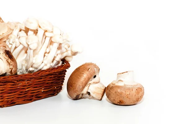 Fresh mushrooms — Stock Photo, Image