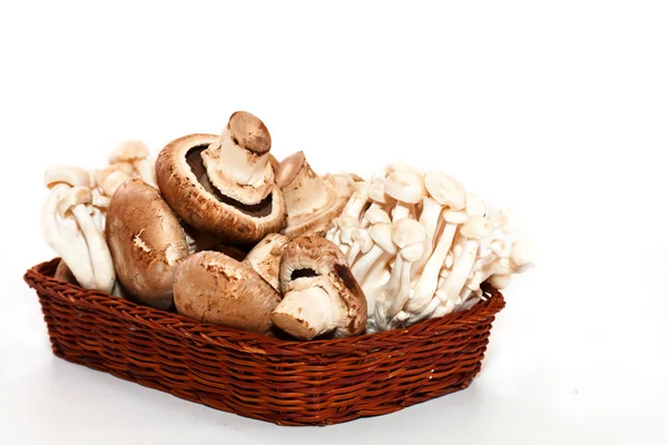 Delicious mushrooms — Stock Photo, Image