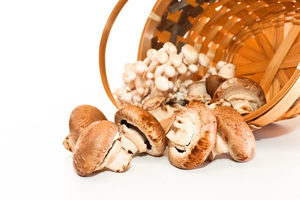 Mushrooms — Stock Photo, Image