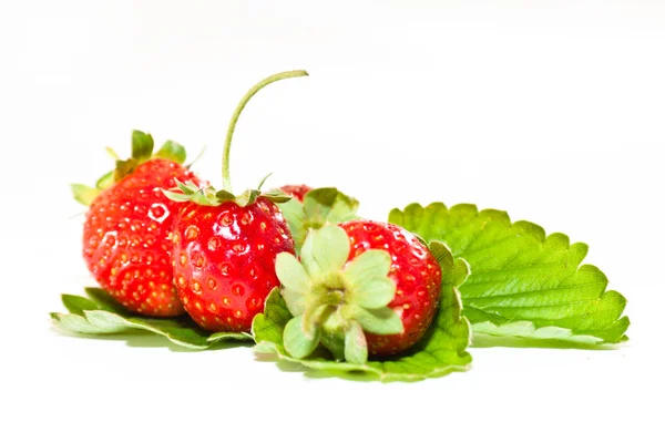 Saftige Erdbeeren — Stockfoto