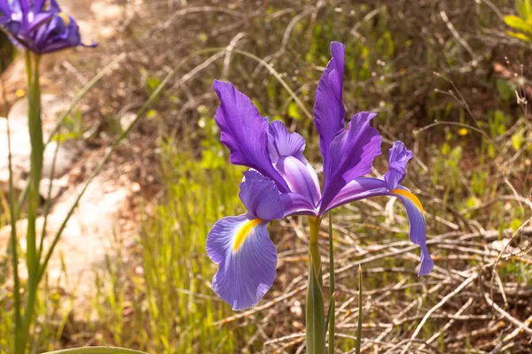 Iris blooming in spring — Stock Photo, Image