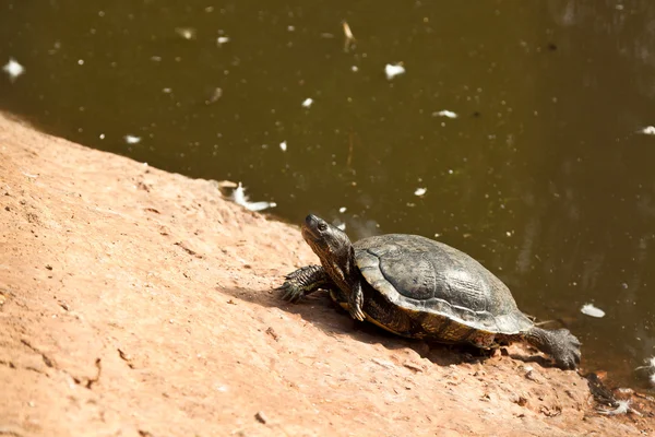 Schildkröte — Stockfoto