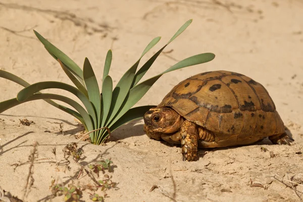 Schildkröte in der Natur — Stockfoto