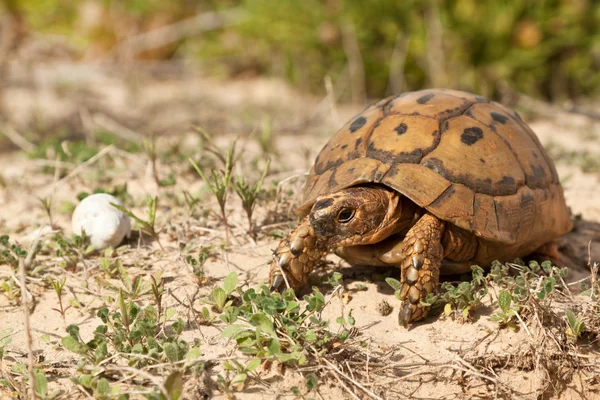 Черепаха на прогулке — стоковое фото