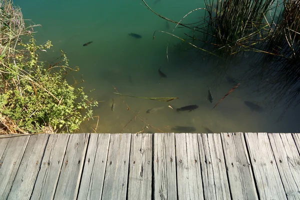 一条小河上的木制人行桥 上面漂浮着鱼 — 图库照片