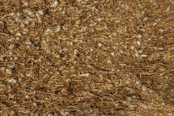 Pressed Dry Stems Cotton Residues — Stock Photo, Image