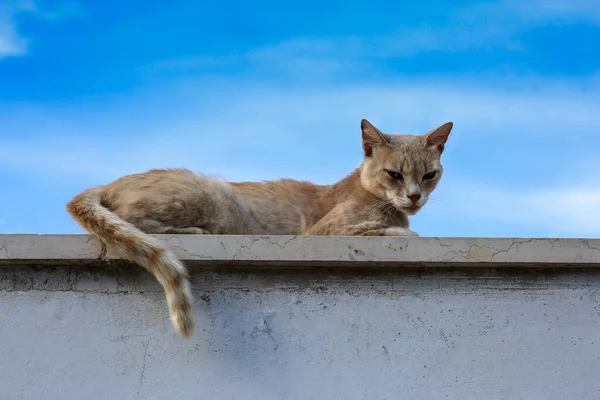 猫躺在栅栏上 — 图库照片