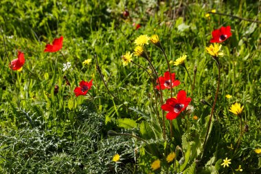 Kırmızı şakayıklar ve sarı karahindiba çiçekleri yemyeşil çimenler arasında