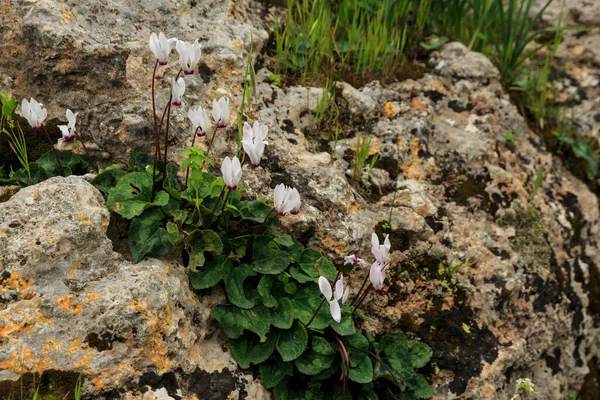 Forest Flowers Delicate Petals Blooming Stones — Stock Photo, Image