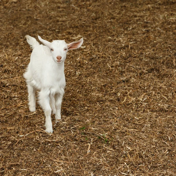 Kar beyazı evcil bir keçi kuru mısır yapraklarının üzerinde duruyor.
