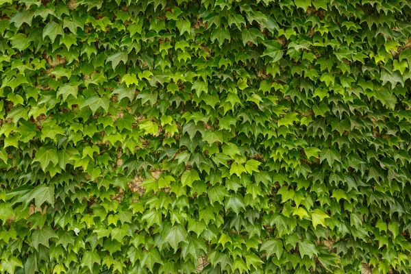 Зеленые Листья Плюща Сплетены Всей Стене — стоковое фото