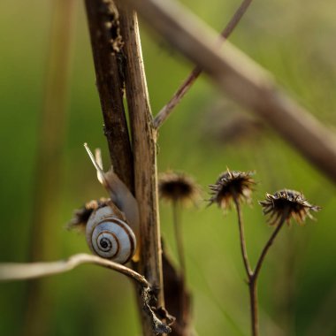 Sabahın köründe kuru bir sapta sürünen bir salyangoz.