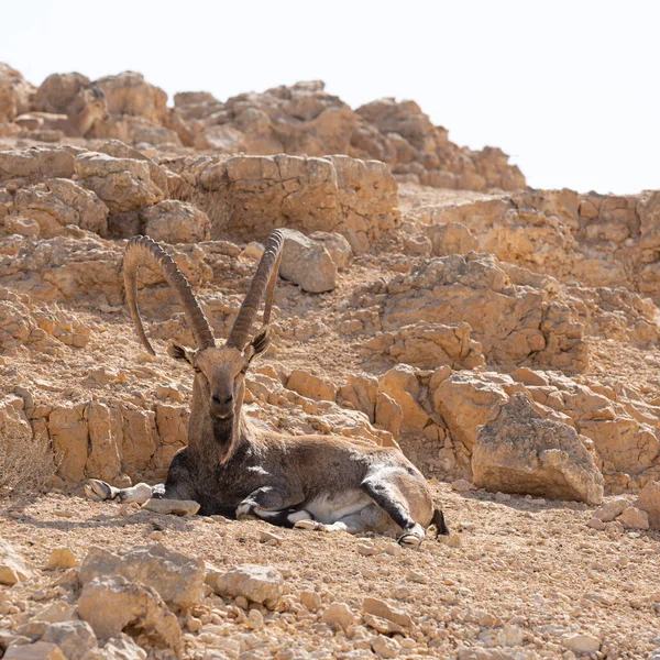 Male Mountain Goat Big Horns Rocks — Stok fotoğraf