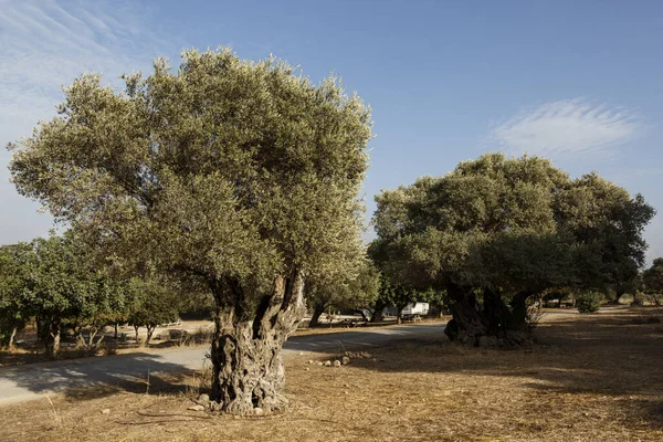 Centuries Old Olive Trees Resistant Dry Soil — Fotografia de Stock