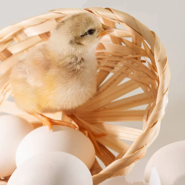 Hatched chick in baskets with eggs