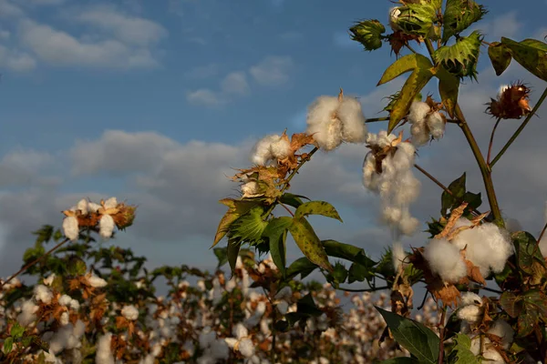 Aperto Appeso Cotone Contro Cielo Blu — Foto Stock