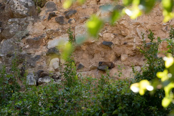 Ormandaki sarp kayalıklarda tavşanlar