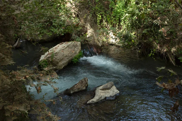 Flowing water among the forest banks overgrown with fig trees shrouded in cobwebs