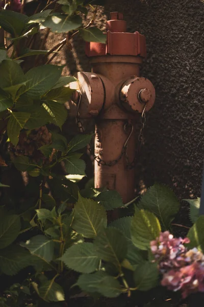 old rusty lantern in the garden. vintage filtered photo