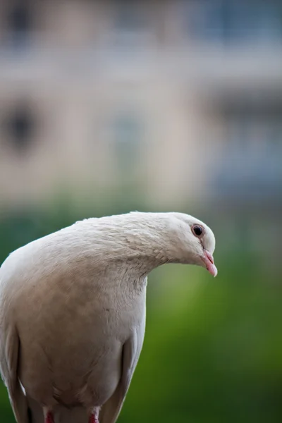 Pombo curioso — Fotografia de Stock