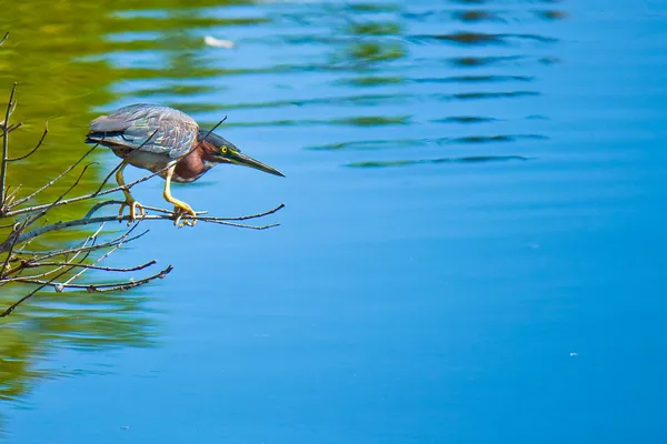 Hunting bittern — Stock Photo, Image