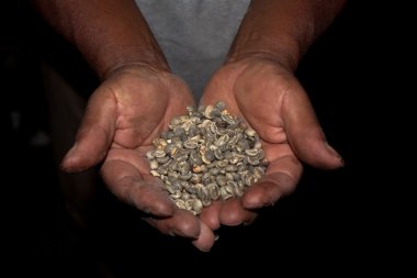 Yeşil kahve çekirdekleri hasat işçilerin de guatemala eller