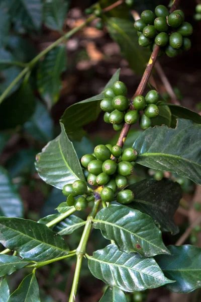 Zelená kávová zrna na větev guatemala — Stock fotografie