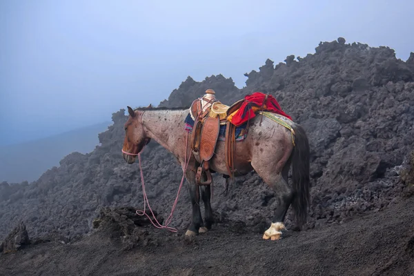 Pacaya vulkán guatemala a ló — Stock Fotó
