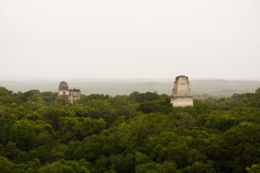 guatemala Maya PIRAMIDES ormanda veya içinde tikal selva peten