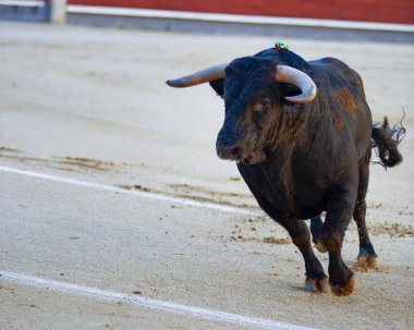 Bullfighting. Spanish Fiesta clipart