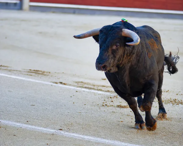 Combate a touros. Festa espanhola — Fotografia de Stock