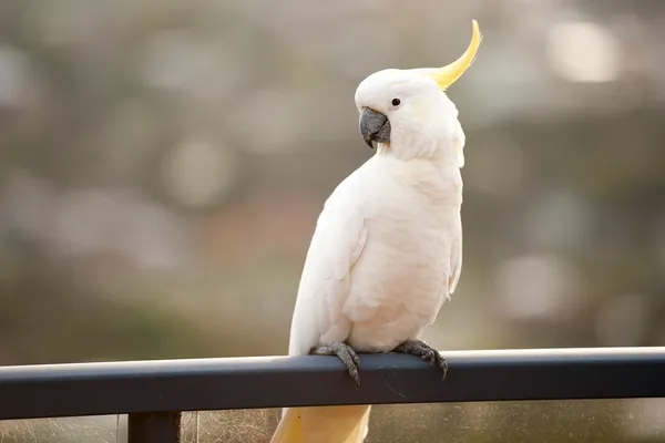 Lori blanco pájaro de pie en una barra —  Fotos de Stock