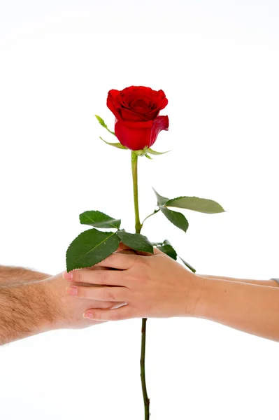 Casal segurando uma rosa vermelha juntos no fundo branco — Fotografia de Stock