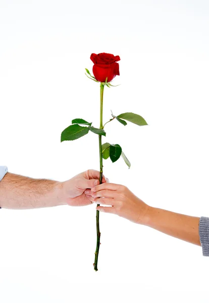 Pareja sosteniendo una rosa roja juntos sobre fondo blanco — Foto de Stock