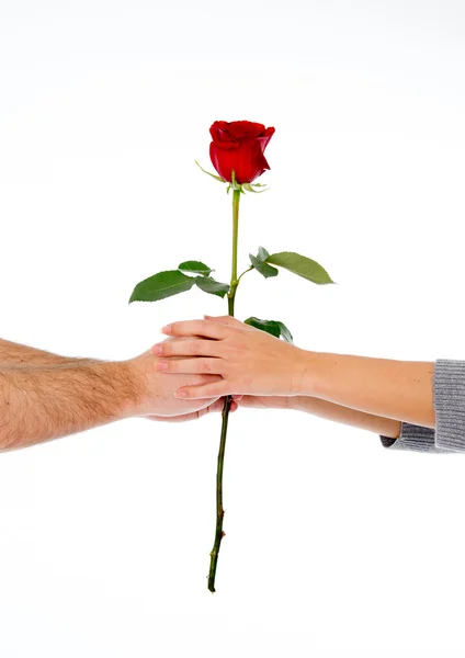 Ζευγάρι κρατώντας ένα κόκκινο τριαντάφυλλο μαζί σε άσπρο φόντο — Φωτογραφία Αρχείου