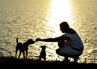 kadın ve köpek birlikte oynayan denizde yaz plaj günbatımı siluet