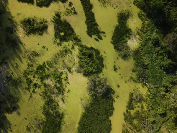 Bos Moerassige Rivier Schieten Vanuit Een Helikopter — Stockfoto