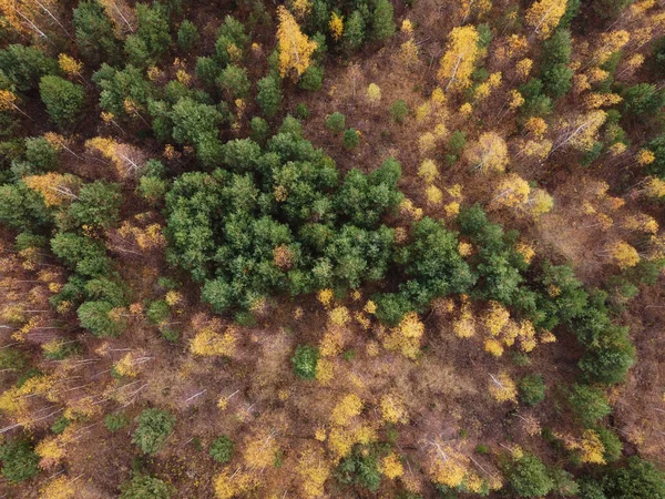 Φθινόπωρο Τοπίο Δάσος Χρώματα Θέα — Φωτογραφία Αρχείου