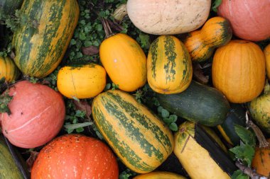 Çimlerin üzerinde çok renkli turuncu sarı yeşil balkabakları var. Bayram için Cadılar Bayramı geçmişi.