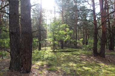 Yangından yıllar sonra sonbahar ormanı. Orman yangınının sonuçları. Doğa iyileşti. Işık, yanan ağaçların arasından geçer. umut.