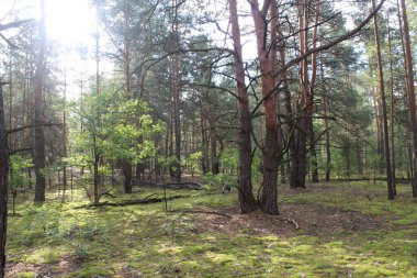 Yangından yıllar sonra sonbahar ormanı. Orman yangınının sonuçları. Doğa iyileşti. Işık, yanan ağaçların arasından geçer. umut.