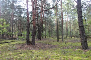 Yangından yıllar sonra sonbahar ormanı. Orman yangınının sonuçları. Doğa iyileşti. Işık, yanan ağaçların arasından geçer. umut.