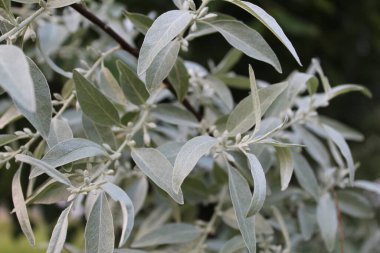 Açık yeşil yapraklı, küçük sarı çiçekli doğa arka planı..