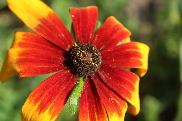 Rudbeckia Hirta Susan Dagli Occhi Neri Giallo Con Primo Piano — Foto Stock