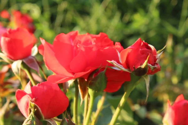 Różowy Pączek Kwitnące Róże Wiosenne Lato Biologia Uprawa Kwiatów Róż — Zdjęcie stockowe