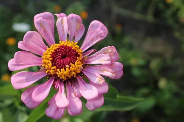 粉红的茉莉花 从上方看美丽的近景 夏天开花种花 — 图库照片
