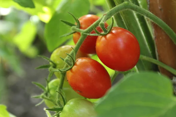 Pequenos Tomates Cantam Ramo Cereja Cultivo Verduras Cultivo Agrícola Como — Fotografia de Stock