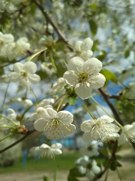 Wiosna Kwitnąca Wiśnia Nowe Życie Białe Kwiaty Wiśnia Zbliżenie Nowy — Zdjęcie stockowe