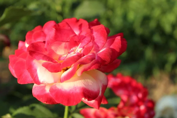 Rose Pink Color Lush Bloom Blooms Summer Flower Garden Growing — Stock Photo, Image