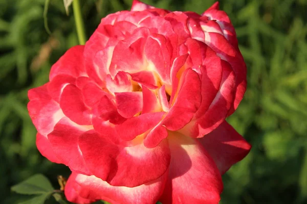 Różowy Kolor Bujny Kwiatach Kwiat Letni Ogród Kwiatowy Rosnące Kwiaty — Zdjęcie stockowe